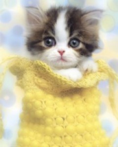 cute_kitten-1-.jpg